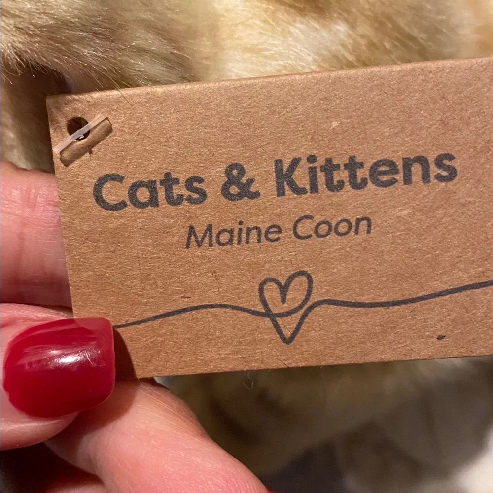 Cats & Kittens Maine Coon